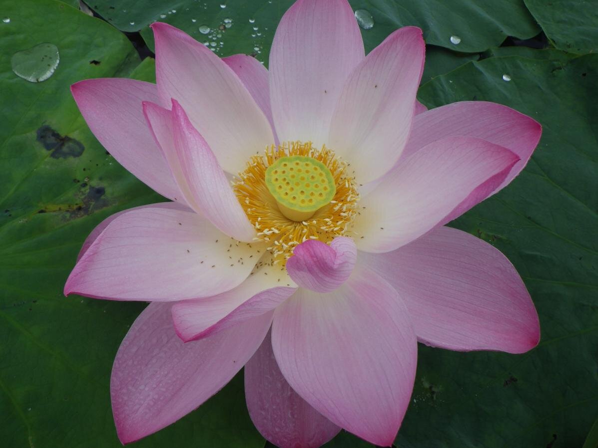 Змеинг, часть 2.