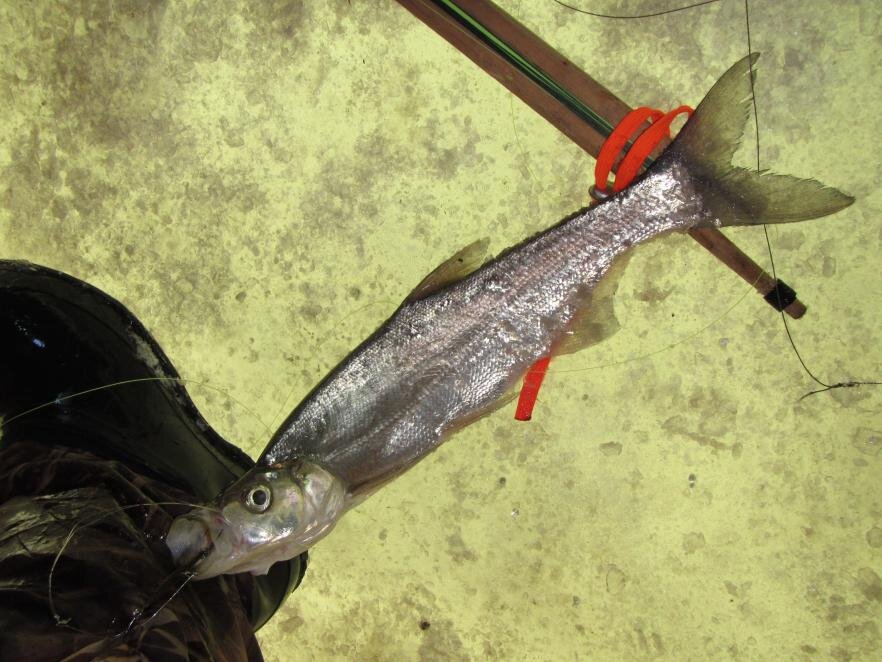 Ханкайский хищник март 2014