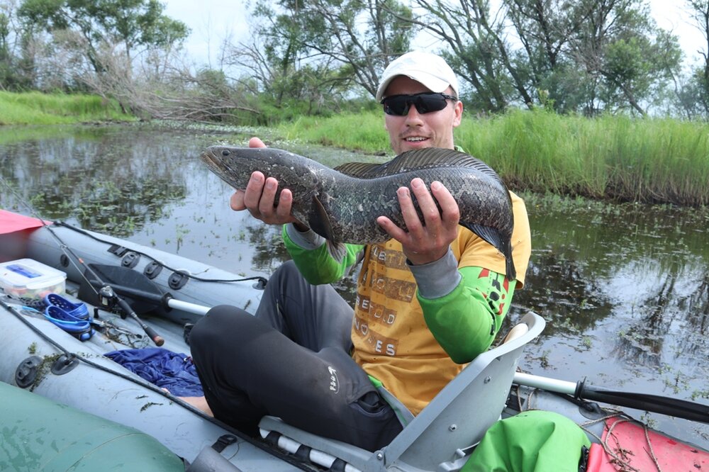 Змей Кисличенк
.JPG