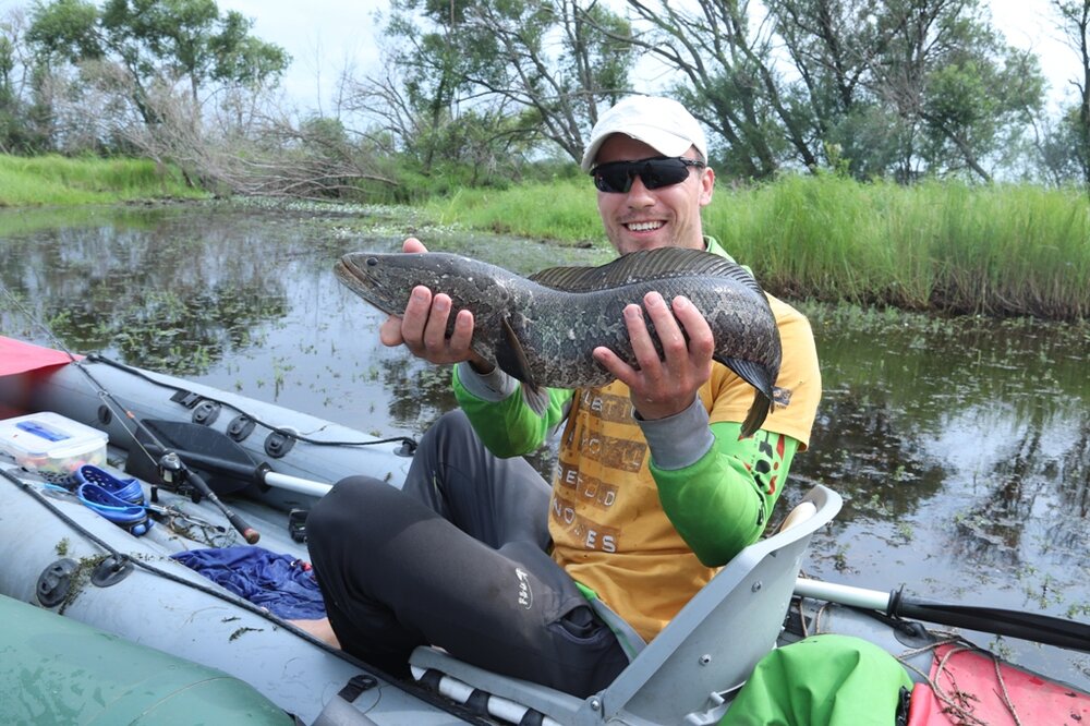 Змей Кисличенк
.JPG