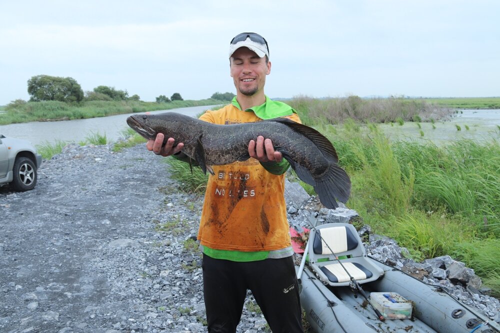 Змей Кисличенк
.JPG