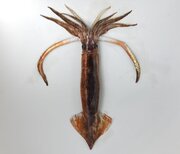 Разобрался я наконец с японскими кальмарами.