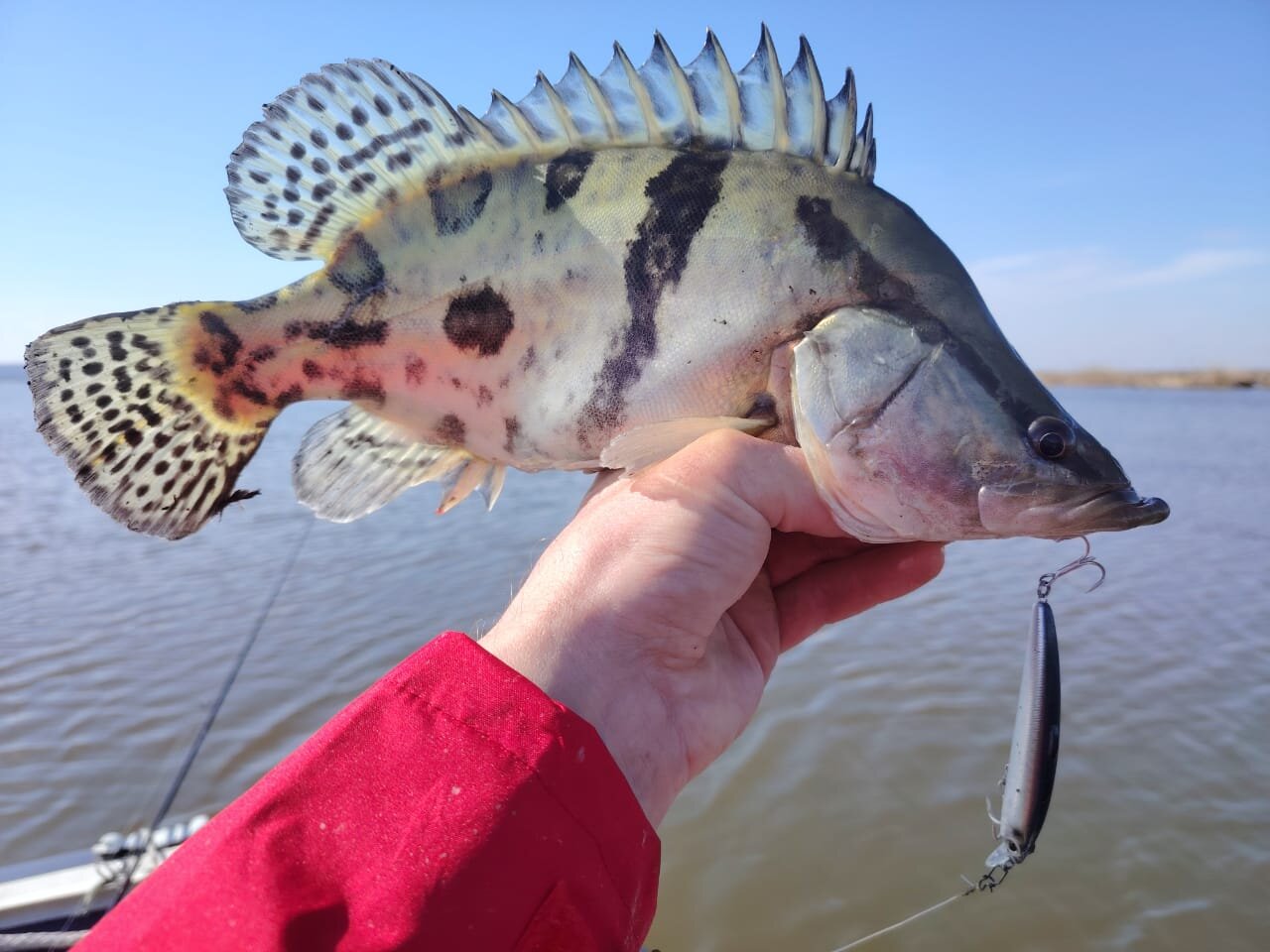 Изображение WhatsApp 2025-05-04 в 16.26.07_3c5b910b.jpg