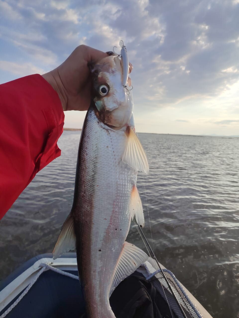 Изображение WhatsApp 2025-05-04 в 16.26.07_d4cea113.jpg