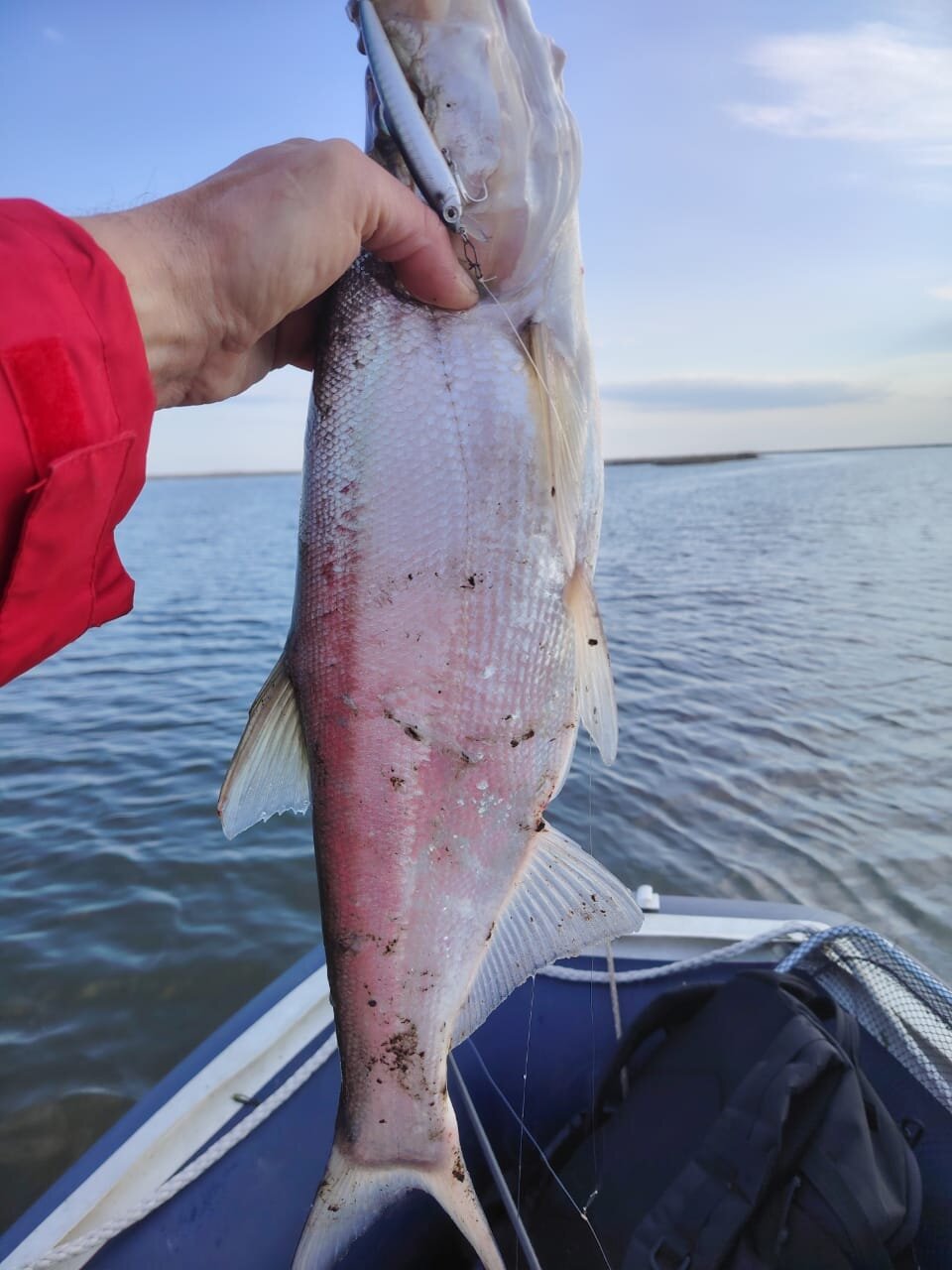 Изображение WhatsApp 2025-05-04 в 16.26.08_b58e3f60.jpg