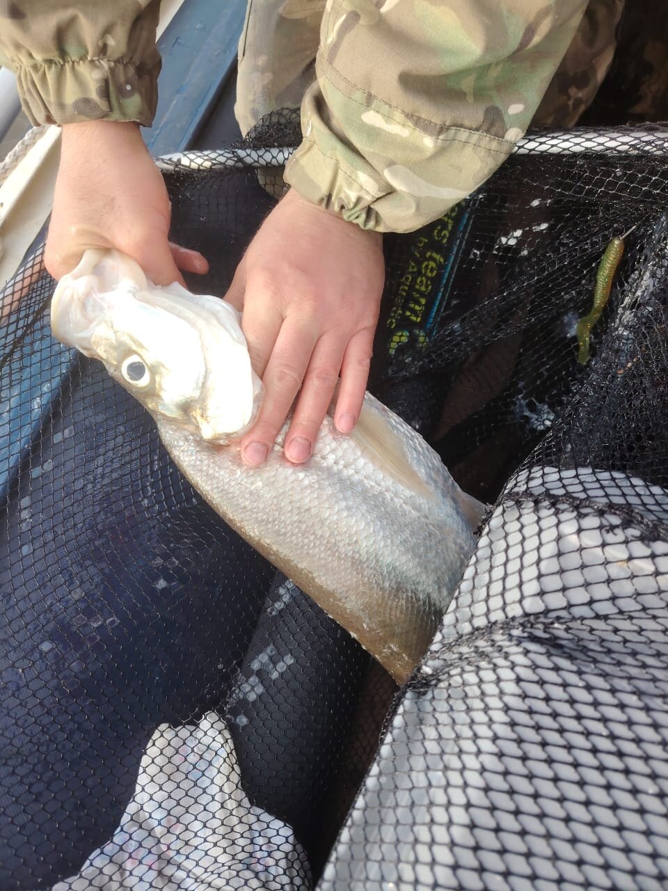 Изображение WhatsApp 2025-05-04 в 16.26.09_fd903c97.jpg