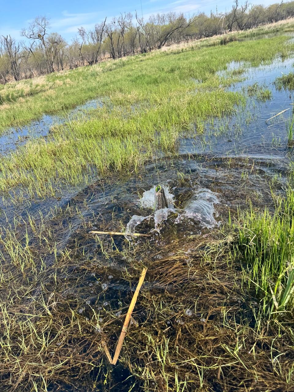 Изображение WhatsApp 2025-05-05 в 10.36.38_6038a5f0.jpg