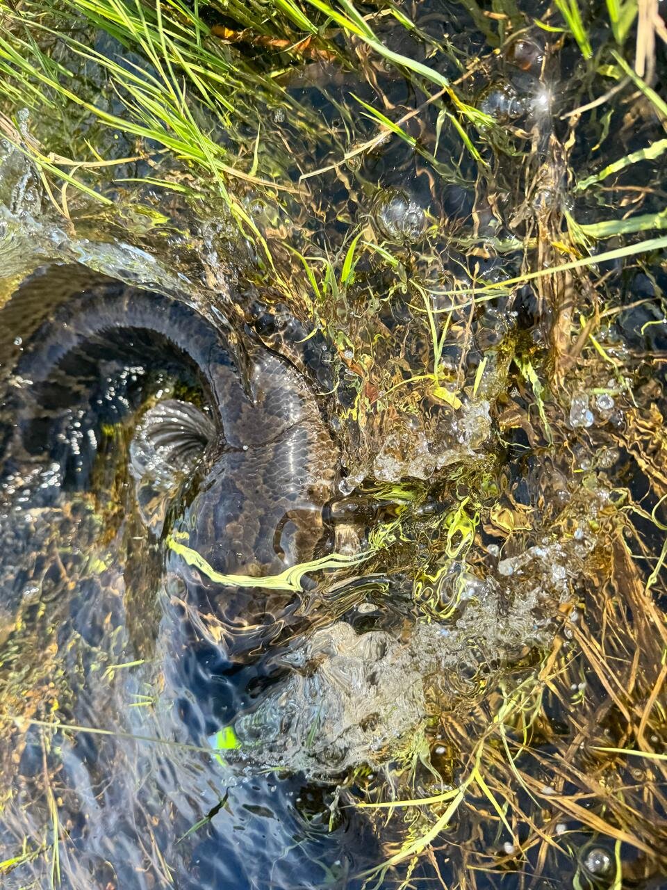 Изображение WhatsApp 2025-05-05 в 10.36.39_273e3af4.jpg