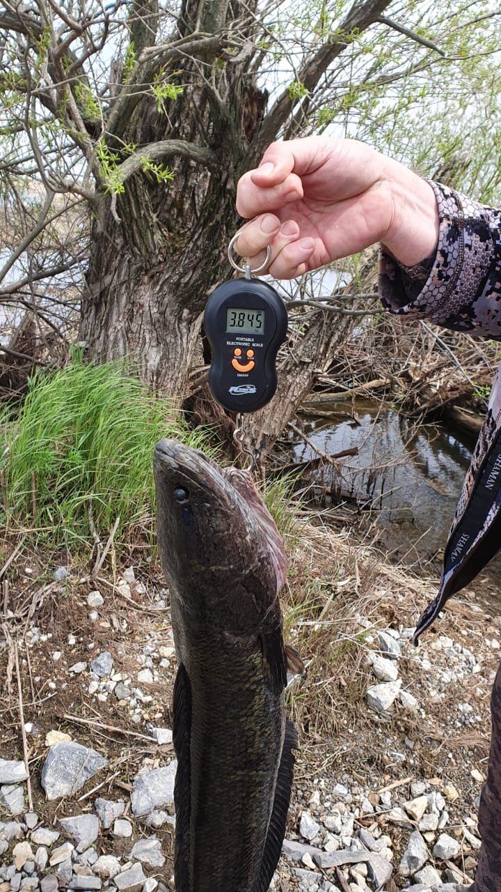 Изображение WhatsApp 2025-05-09 в 20.04.57_21391453.jpg