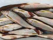 Да здравствует сезон 2025